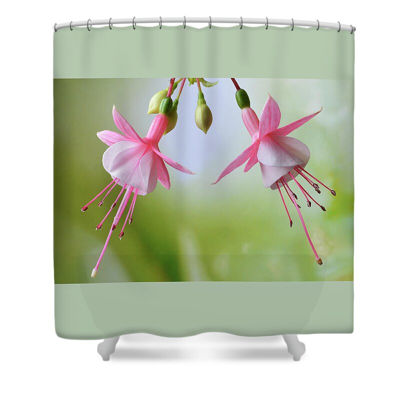 Fuchsias Shower Curtain featuring the photograph Dancing Fuchsia by Terence Davis
