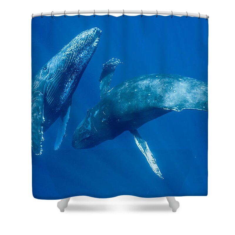 00513190 Shower Curtain featuring the photograph Dancing Humpback Whales by Flip Nicklin