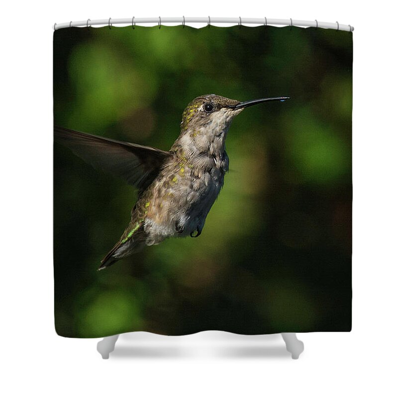 Hummingbird Shower Curtain featuring the photograph Dancing on air by Kenneth Cole