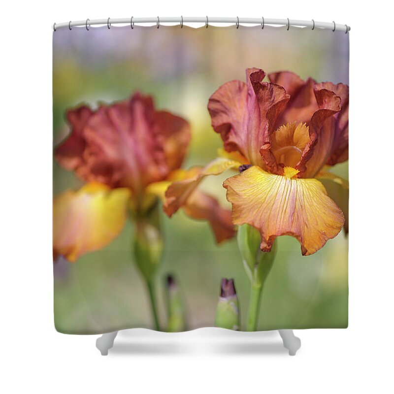 Jenny Rainbow Fine Art Photography Shower Curtain featuring the photograph Dancing Rill. The Beauty of Irises by Jenny Rainbow
