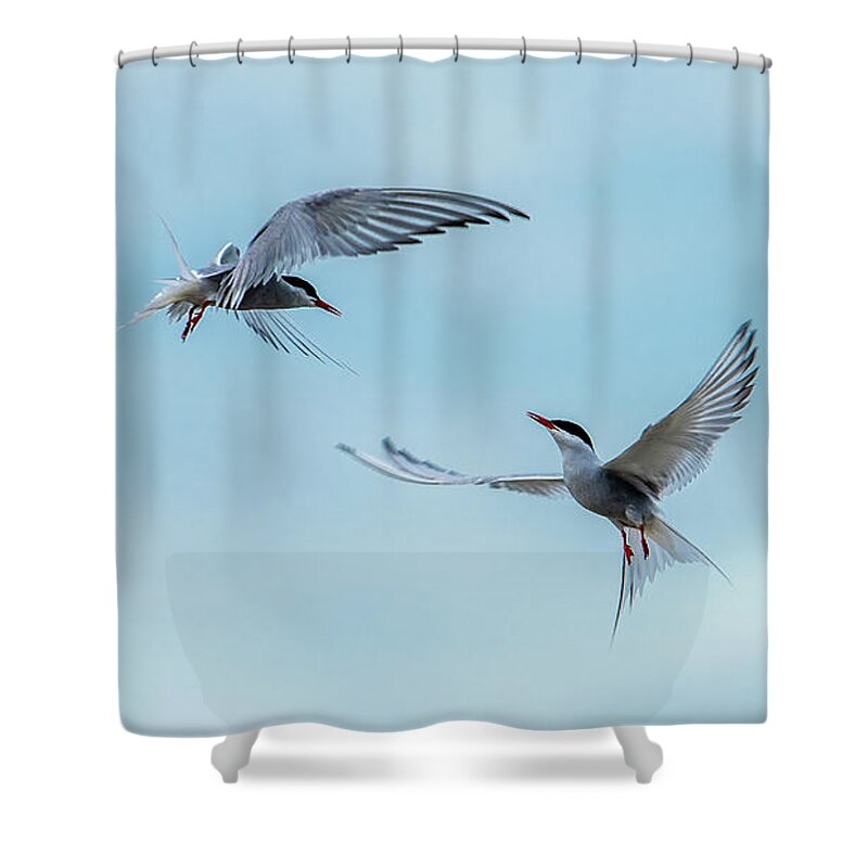 Flying Common Terns Shower Curtain featuring the photograph Dancing Terns by Torbjorn Swenelius