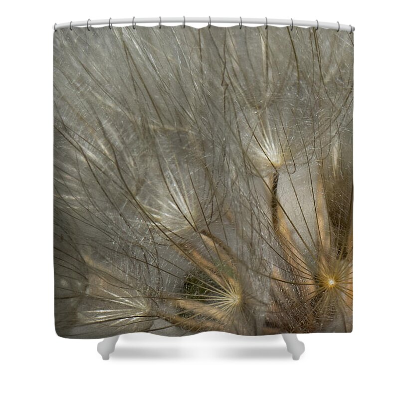 Nature Shower Curtain featuring the photograph Dandelion 3 by Christy Garavetto