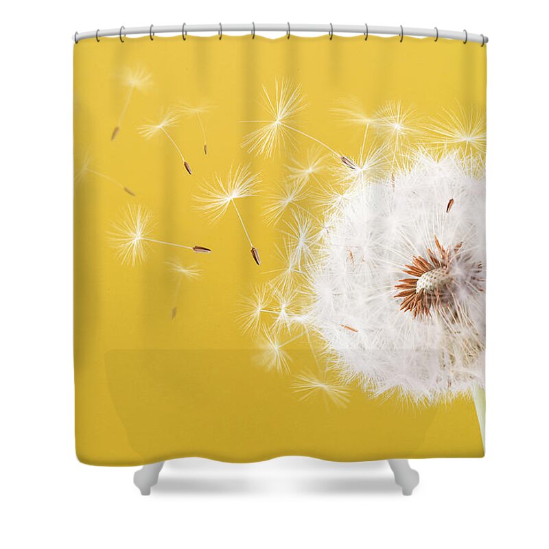 Abstract Shower Curtain featuring the photograph Dandelion flying on colorful background by Bess Hamiti