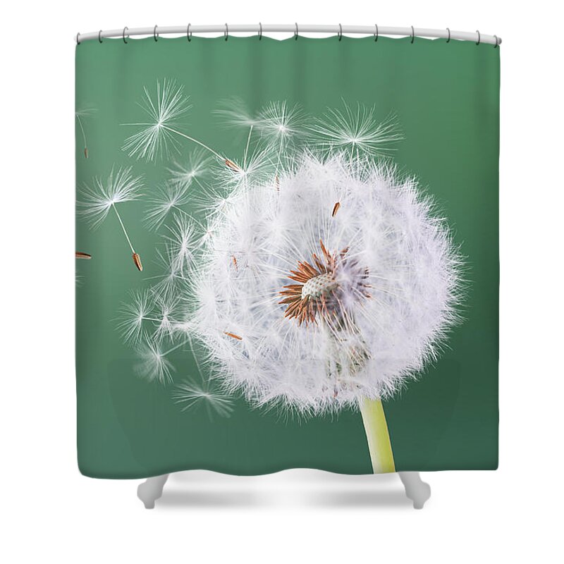 Abstract Shower Curtain featuring the photograph Dandelion flying on green background by Bess Hamiti