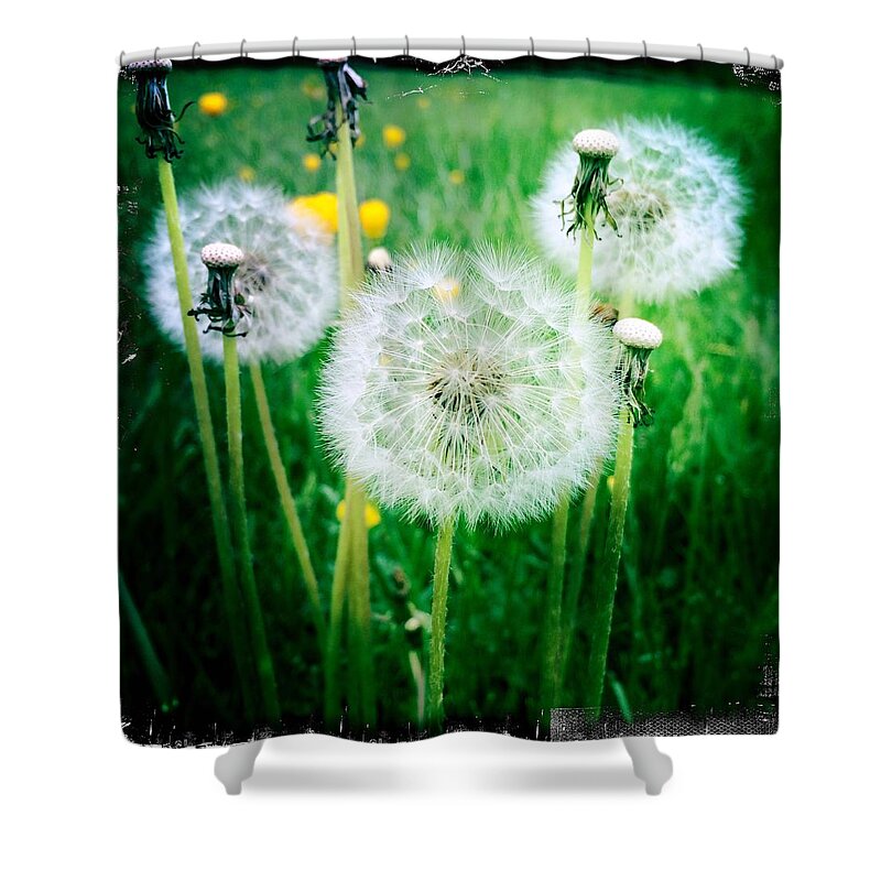 Dandelion Shower Curtain featuring the digital art Dandelion Glory by Kevyn Bashore