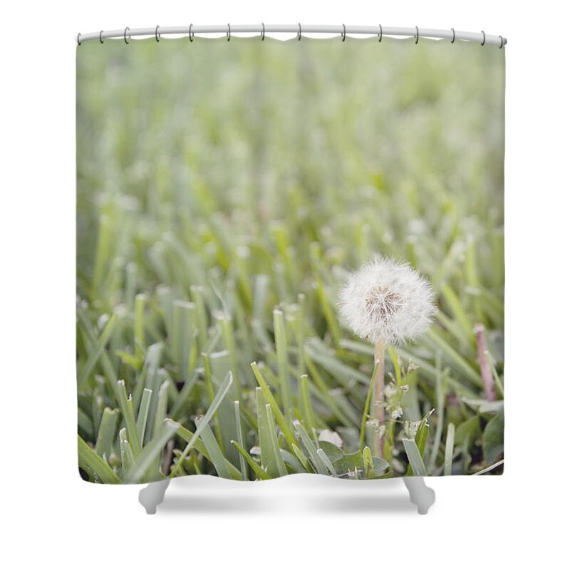 Lawn Shower Curtain featuring the photograph Dandelion in the grass by Cindy Garber Iverson
