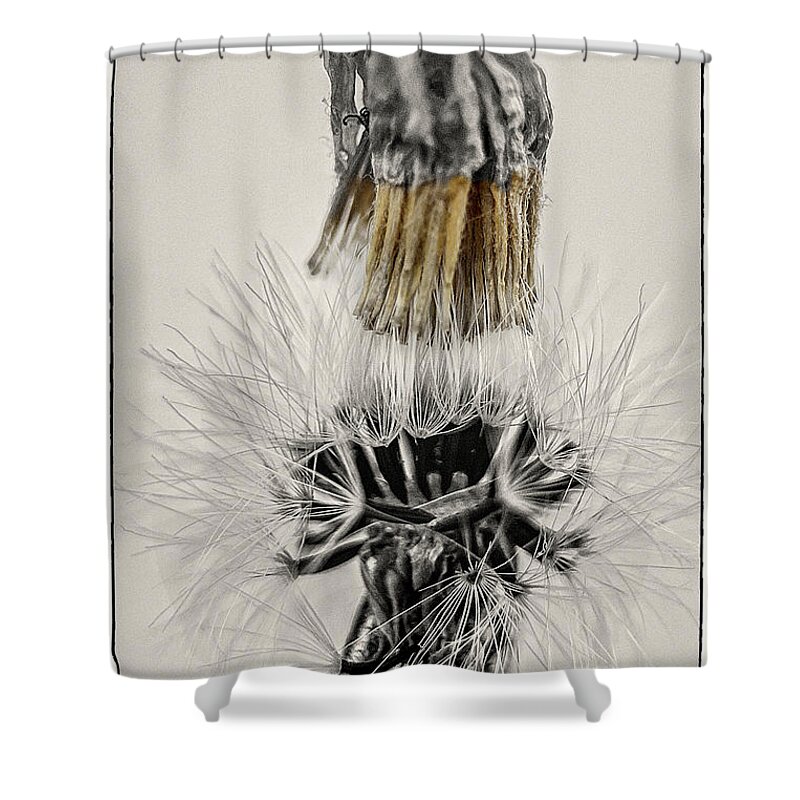 Dandelion Shower Curtain featuring the photograph Dandelion opening up by Wolfgang Stocker
