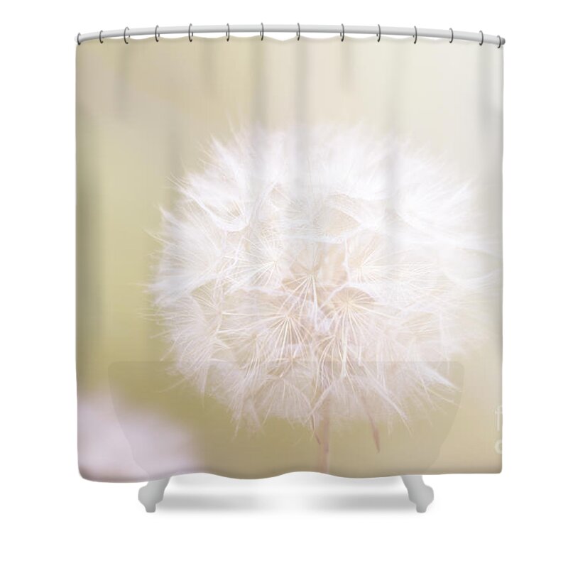 Flowers Shower Curtain featuring the photograph Dandelion by Patricia Hofmeester