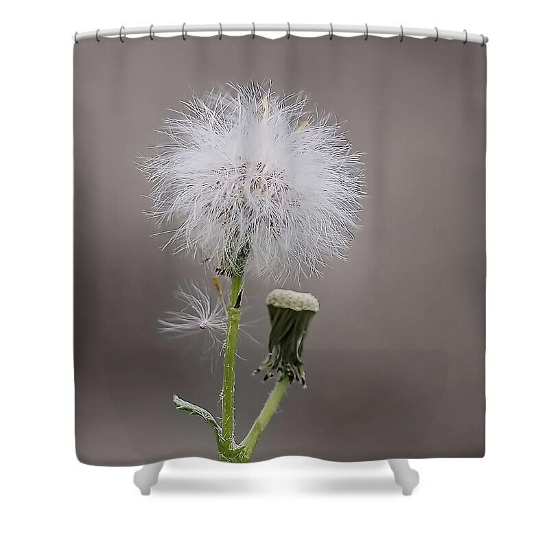  Shower Curtain featuring the photograph Dandelion Seed Head by Rona Black