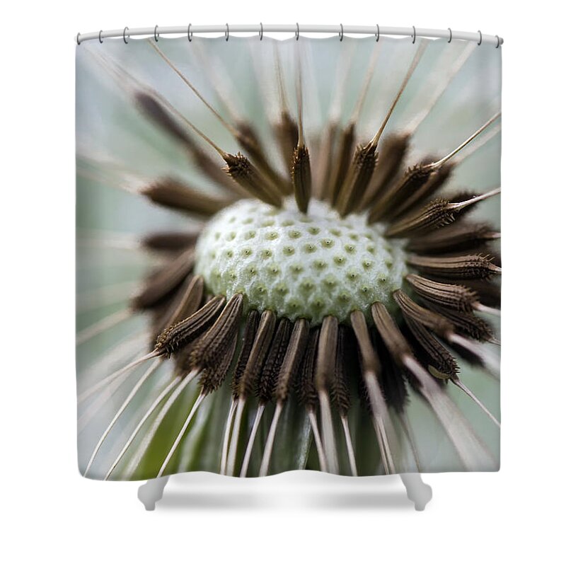 Dandelion Shower Curtain featuring the photograph Dandelion by Teresa Zieba