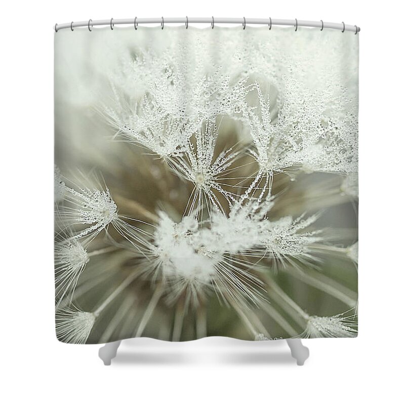 Background Shower Curtain featuring the photograph Dandelion with droplets I by Paulo Goncalves