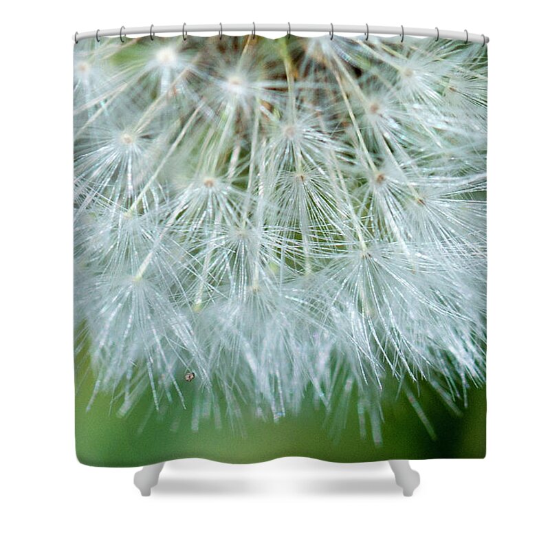 Colorado Shower Curtain featuring the photograph Dandylion Seeds by Julia McHugh