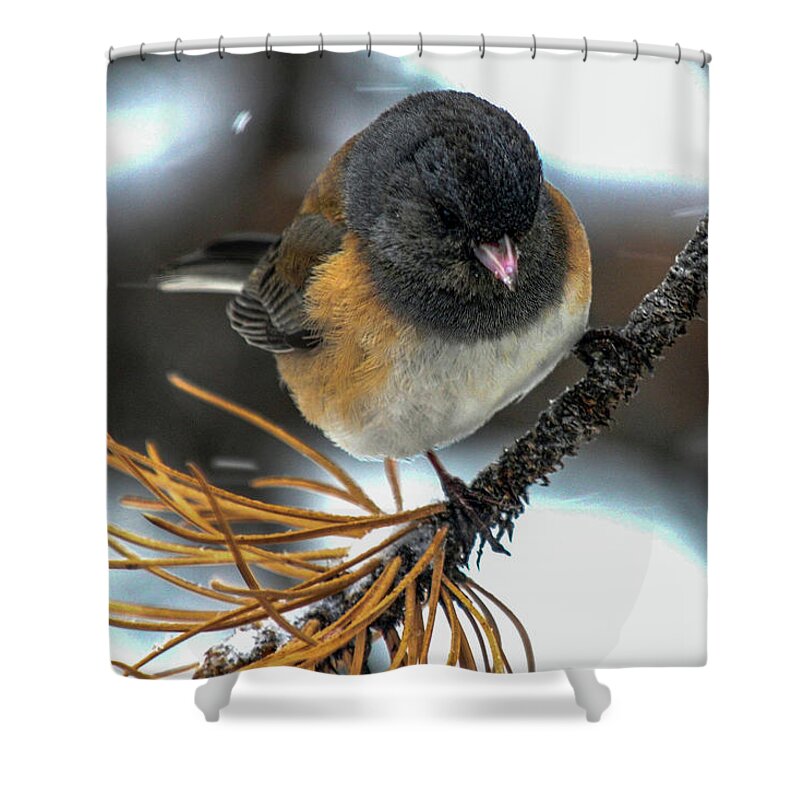 Colorado Shower Curtain featuring the photograph Dark-eyed Junco by Marilyn Burton