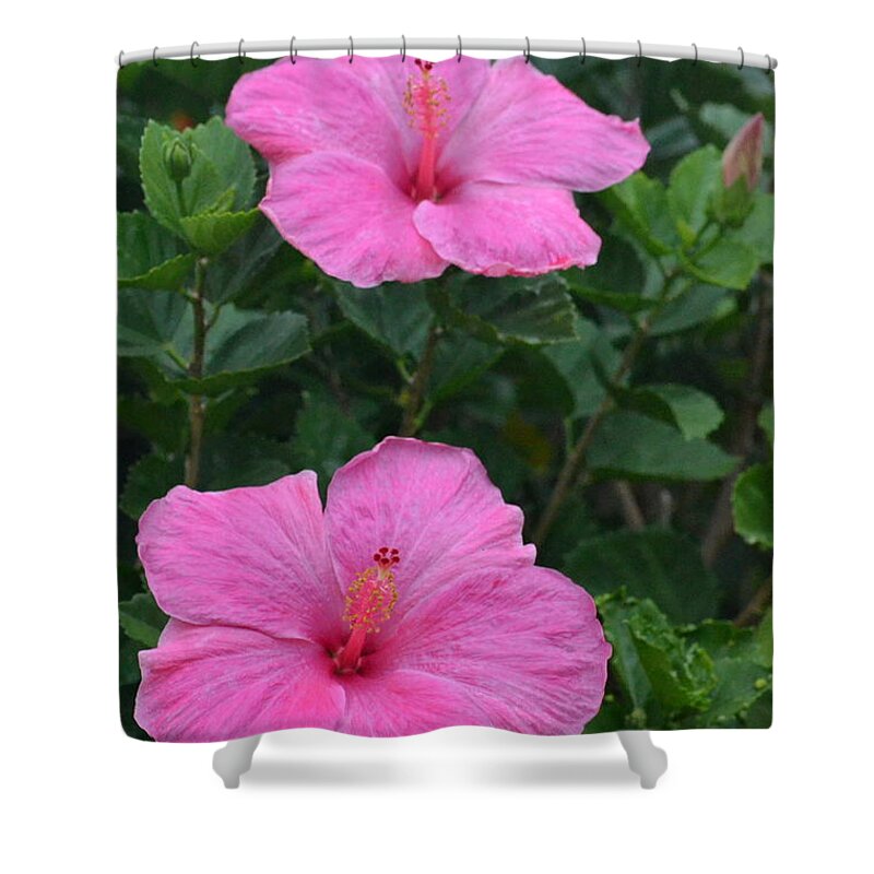 Flower Shower Curtain featuring the photograph Dark Pink Hibiscus Duo by Amy Fose