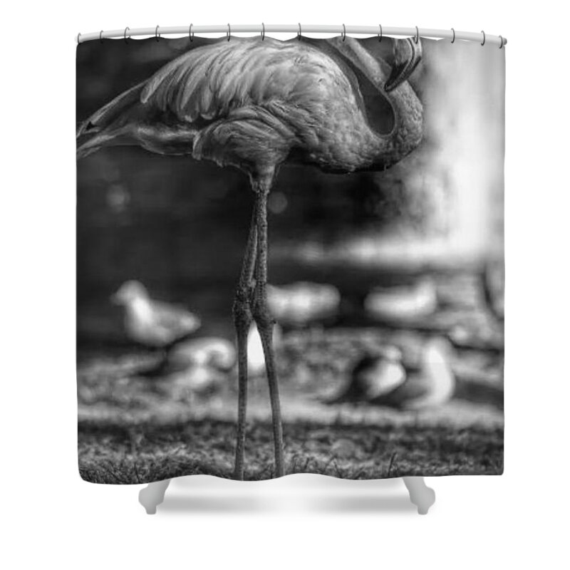Flamingo Shower Curtain featuring the photograph Dark Side of the Pond by Stoney Lawrentz