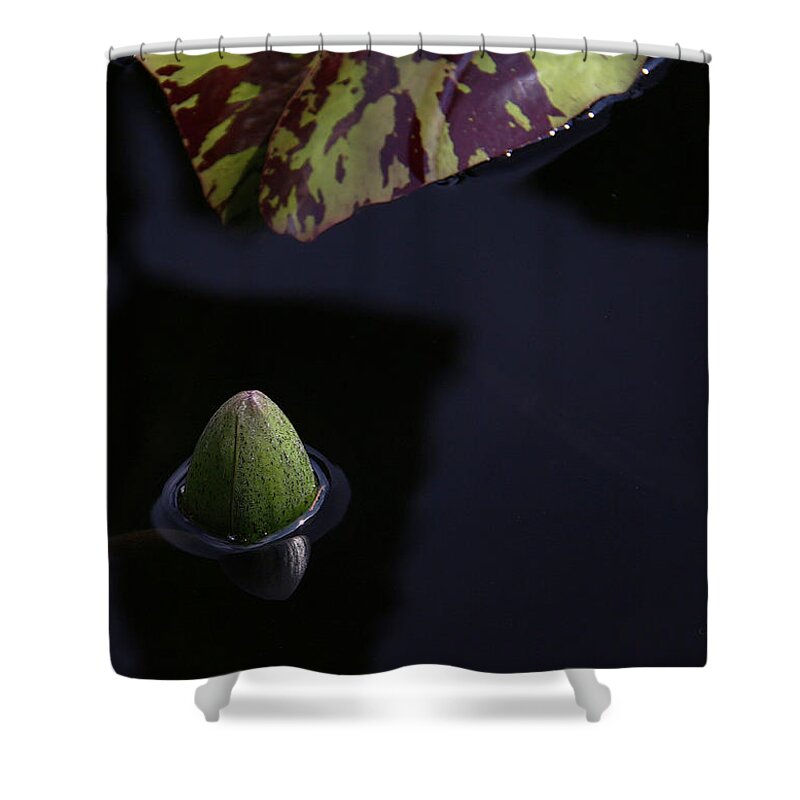 Water Lily Shower Curtain featuring the photograph Dark Water by Yvonne Wright