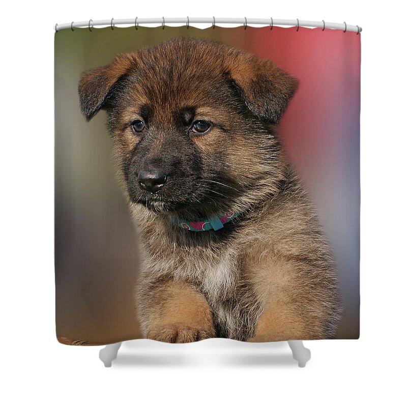 German Shepherd Shower Curtain featuring the photograph Darling Puppy by Sandy Keeton