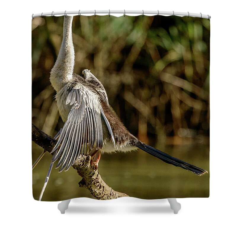 Bird Shower Curtain featuring the photograph Darter 01 by Werner Padarin