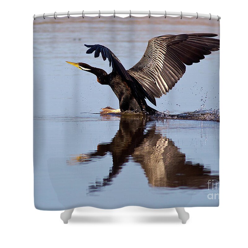 Bird Landing On Water Darter River Murray Flying Reflection Reflections Wing Span Shower Curtain featuring the photograph Darter Landing by Bill Robinson