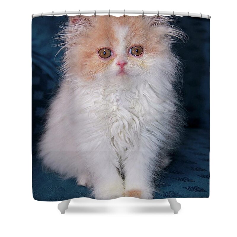 Kitten Shower Curtain featuring the painting Dauphin 3 by Robert SORENSEN