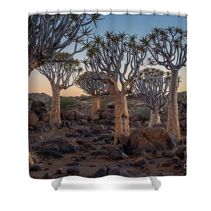 Africa Shower Curtain featuring the photograph Dawn and Quiver Trees-Namibia by Sandra Bronstein
