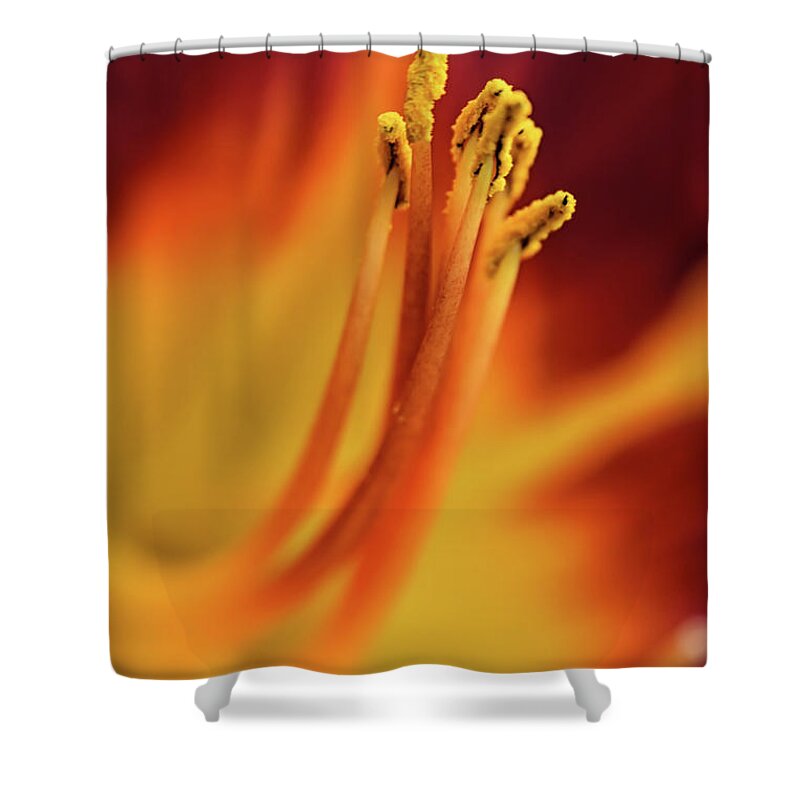 Daylily Shower Curtain featuring the photograph Day Lily by Kuni Photography