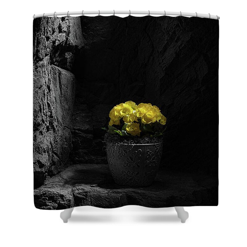 Flower Shower Curtain featuring the photograph Daylight Delight by Tom Mc Nemar