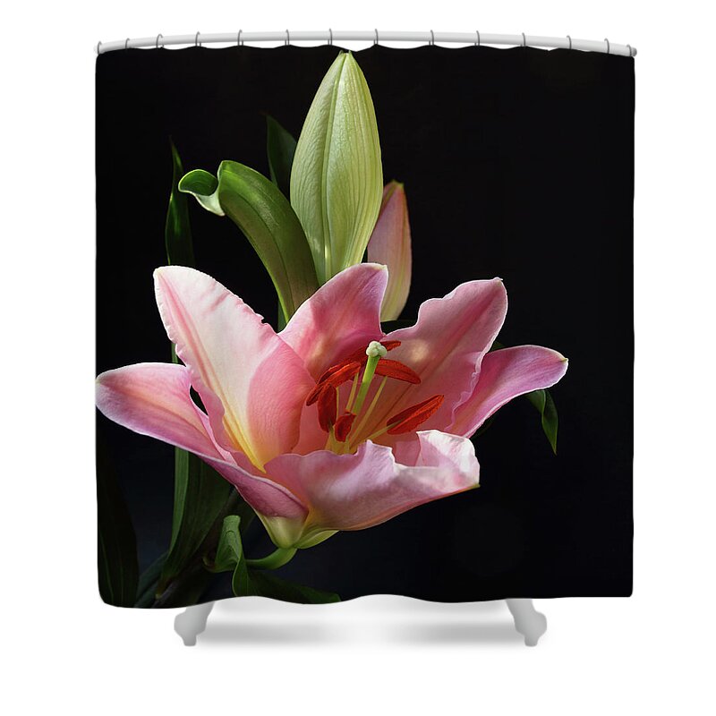 Daylily Shower Curtain featuring the photograph Daylily by Jeff Townsend