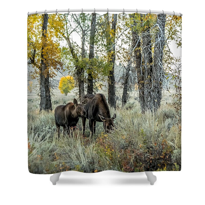 Moose Shower Curtain featuring the photograph Day's End At Gros Ventre by Yeates Photography
