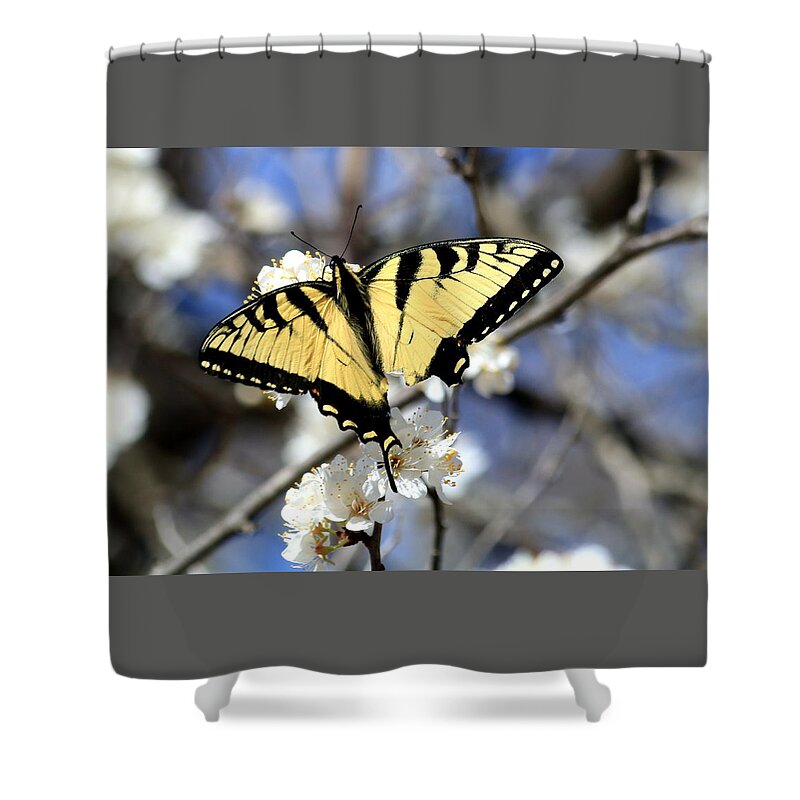 Nature Shower Curtain featuring the photograph De-tailed Swallowtail by Sheila Brown
