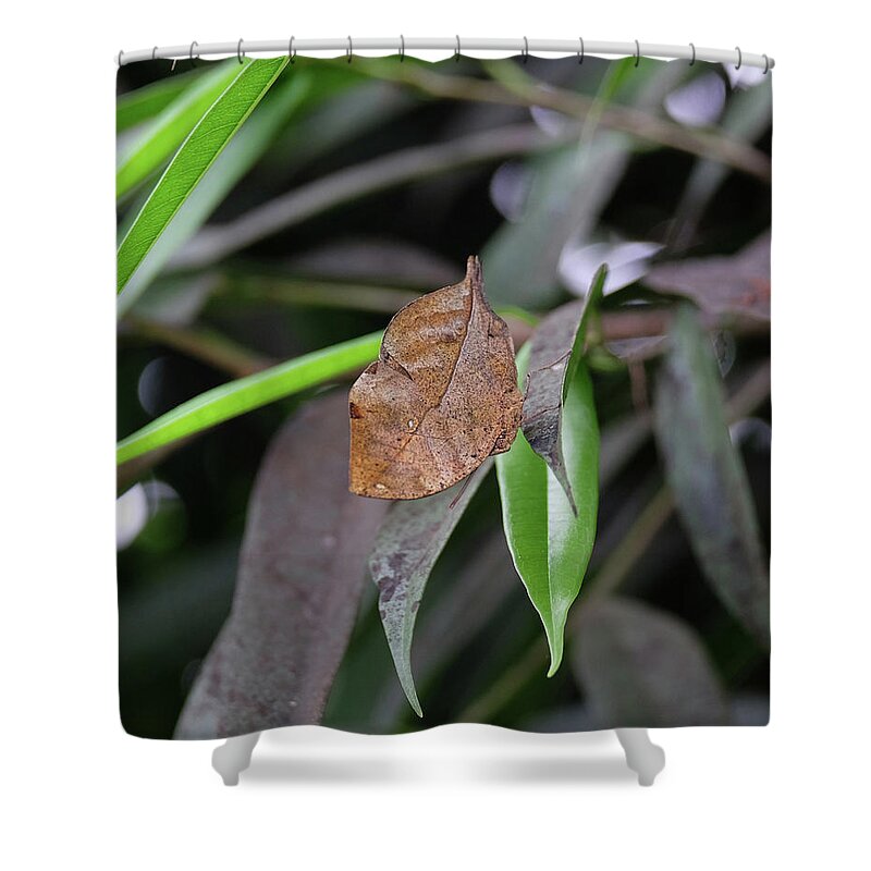 Deadleaf Butterfly Shower Curtain featuring the photograph Deadleaf butterfly closed by Ronda Ryan