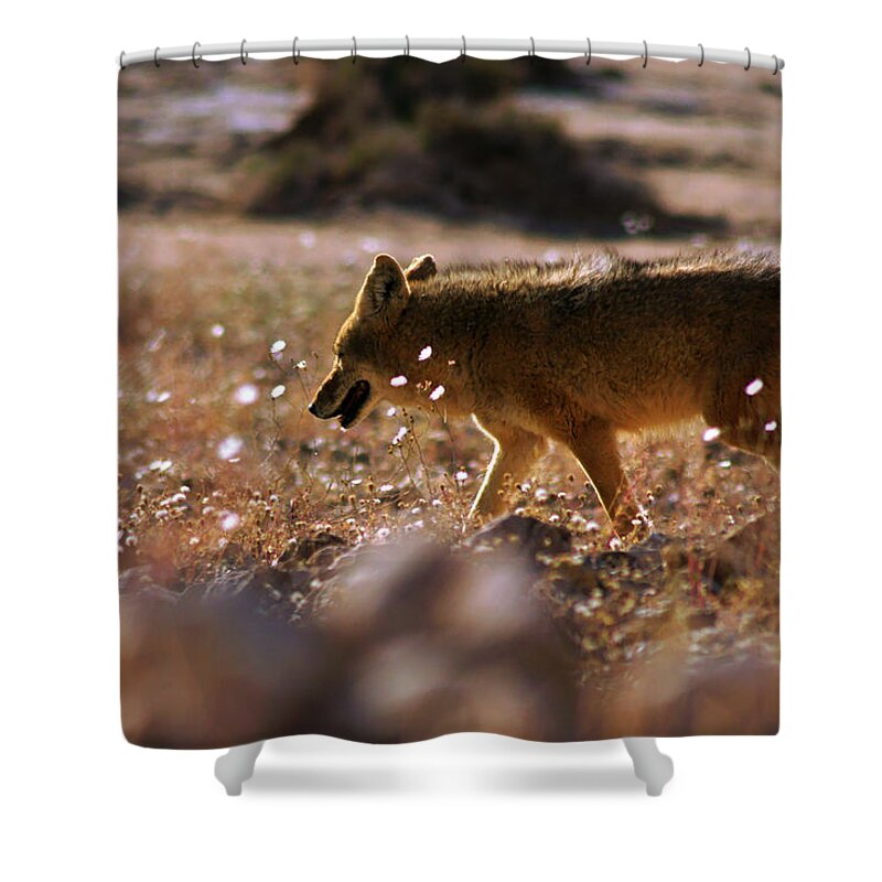 Superbloom 2016 Shower Curtain featuring the photograph Death Valley Coyote and Flowers by Daniel Woodrum