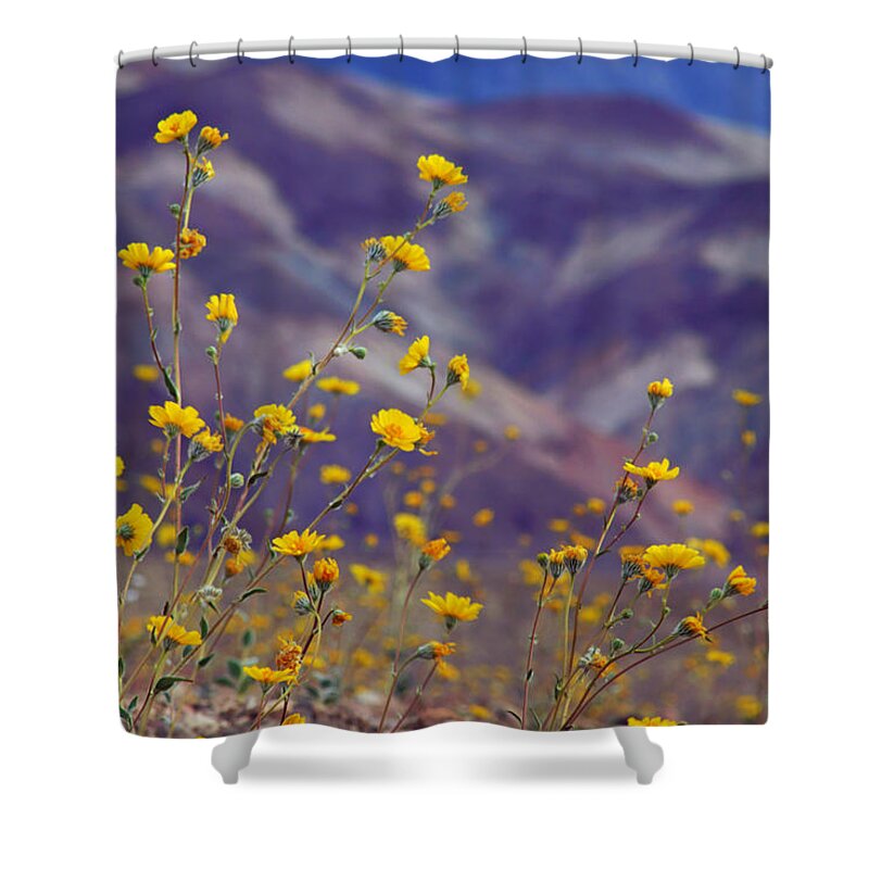 Superbloom 2016 Shower Curtain featuring the photograph Death Valley Superbloom 103 by Daniel Woodrum