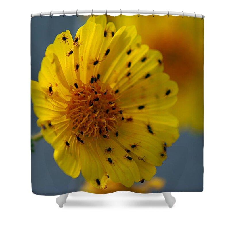 Superbloom 2016 Shower Curtain featuring the photograph Death Valley Superbloom 102 by Daniel Woodrum