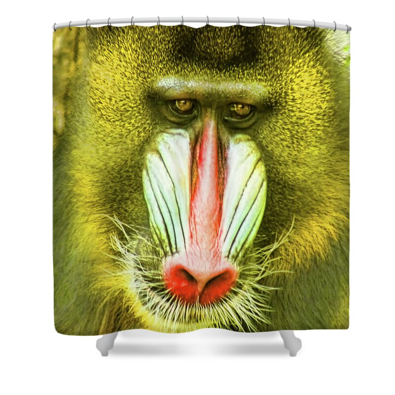 Baboon Shower Curtain featuring the photograph Deceiving Eye by Steven Parker