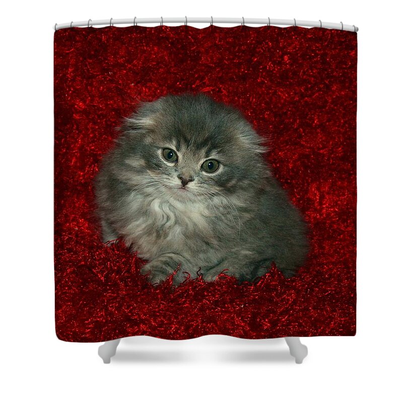 Scottish Fold Shower Curtain featuring the pyrography December 2007 by Robert Morin