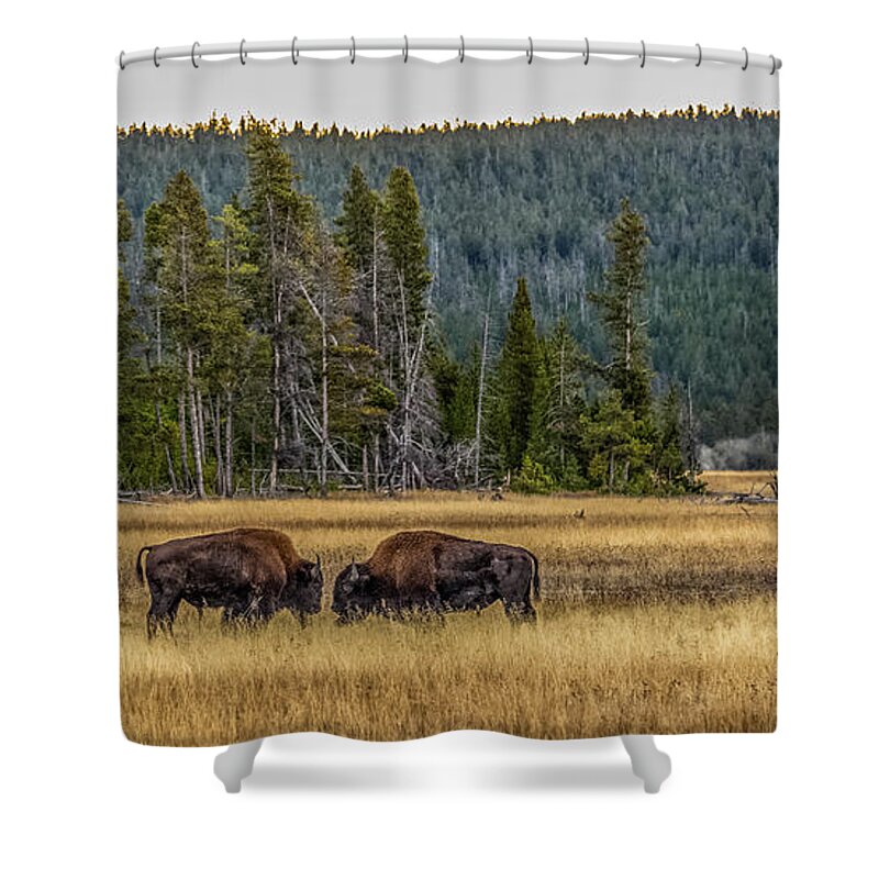 Bison Shower Curtain featuring the photograph Decision At Dawn by Yeates Photography