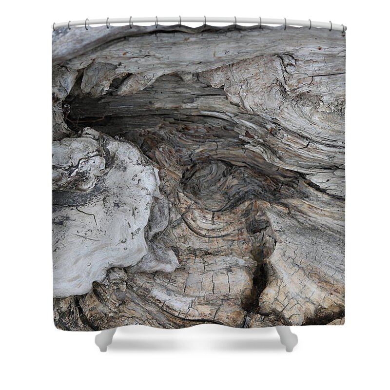 Tidal Shower Curtain featuring the photograph Decomposition - whorled by Annekathrin Hansen