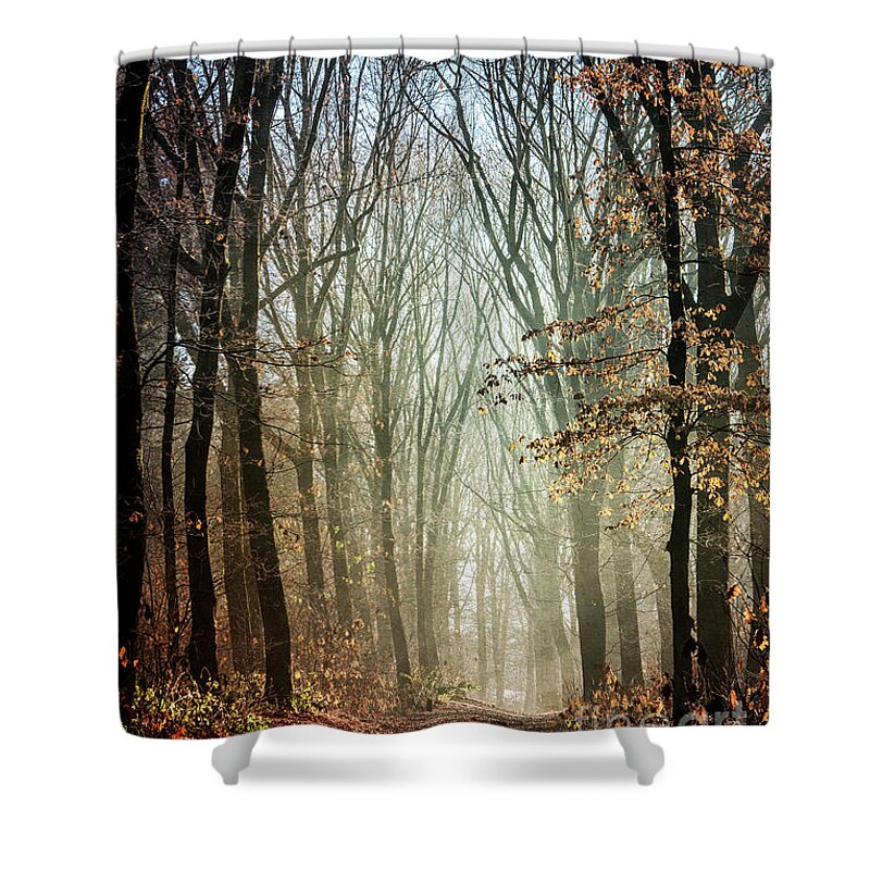 Forest Shower Curtain featuring the photograph Deep in the Forest by David Lichtneker