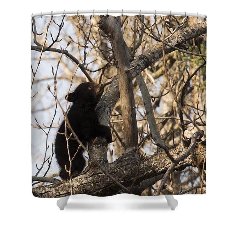 Anchorage Shower Curtain featuring the photograph Deep in Thought by Ian Johnson