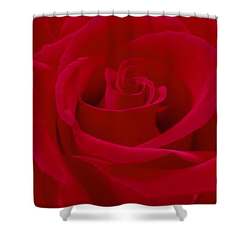 Red Rose Shower Curtain featuring the photograph Deep Red Rose by Mike McGlothlen