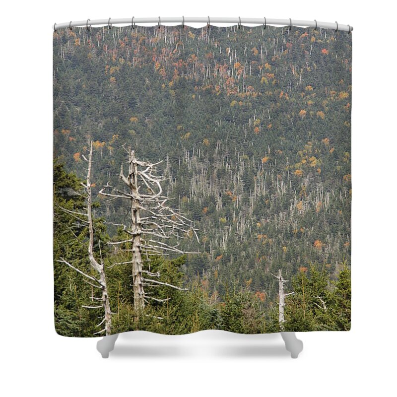Dead Tree Shower Curtain featuring the photograph Deeper Into Forest by Allen Nice-Webb