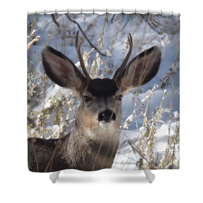 Deer Shower Curtain featuring the photograph Deer Buck by Margarethe Binkley