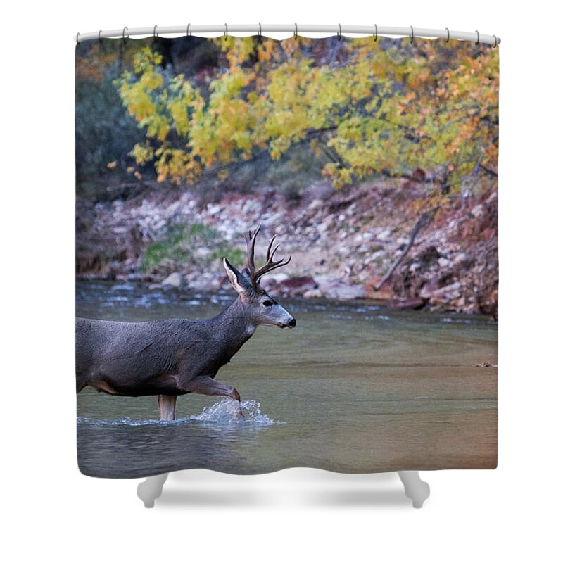 Zion Shower Curtain featuring the photograph Deer Crossing River by Wesley Aston