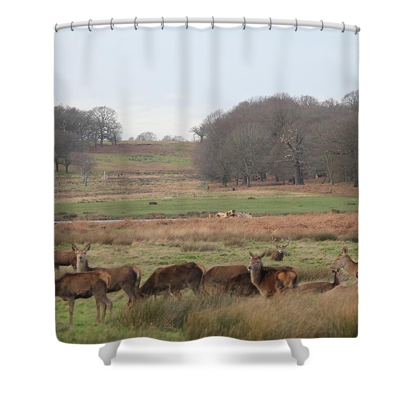 Deer Shower Curtain featuring the photograph Deer herd in Richmond Park by Marcus Coatsworth