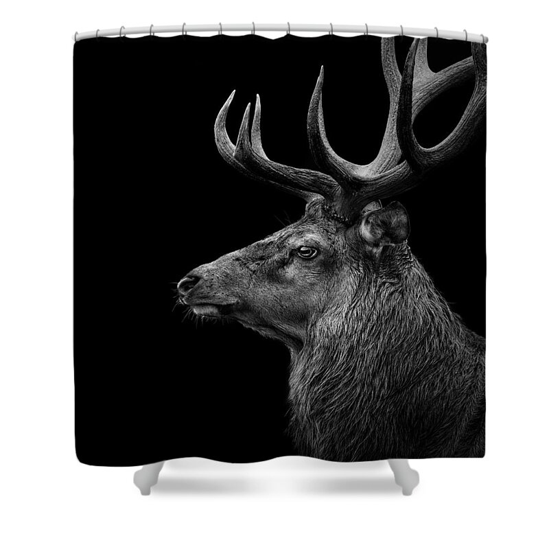 Deer Shower Curtain featuring the photograph Deer In Black And White by Lukas Holas