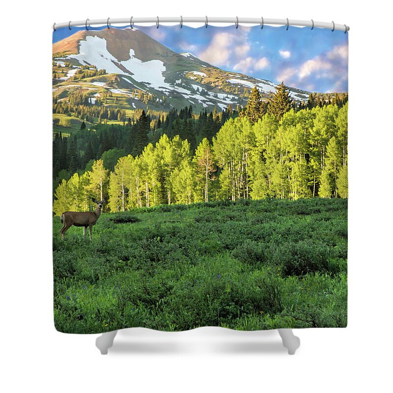 Slate River Road Shower Curtain featuring the photograph Deer In The Woods by Lorraine Baum