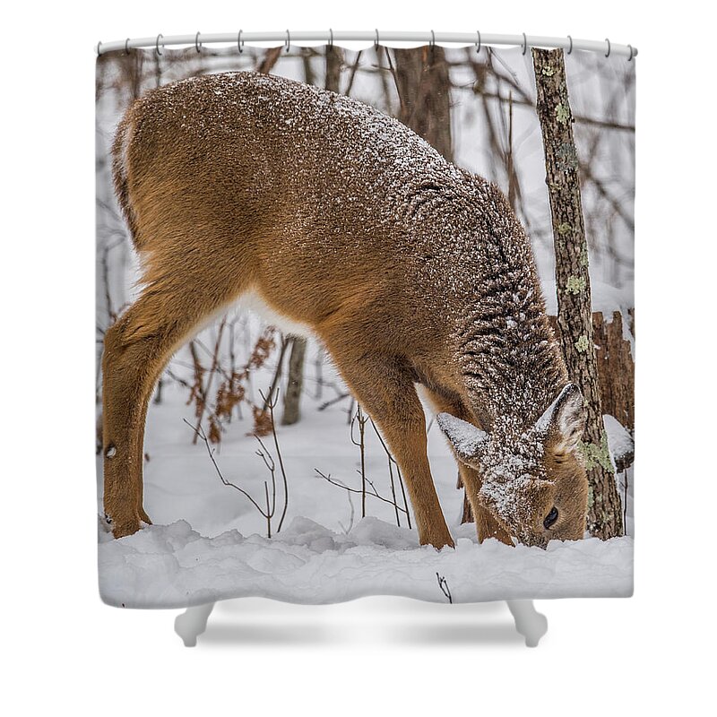 Deer Shower Curtain featuring the photograph Deer Looking For Food by Paul Freidlund