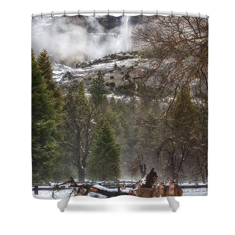 Yosemite Shower Curtain featuring the photograph Deer of Winter by Anthony Michael Bonafede