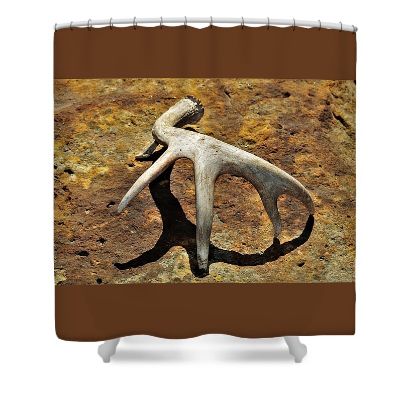 Nature Shower Curtain featuring the photograph Deer Shed and Shadow by Sheila Brown